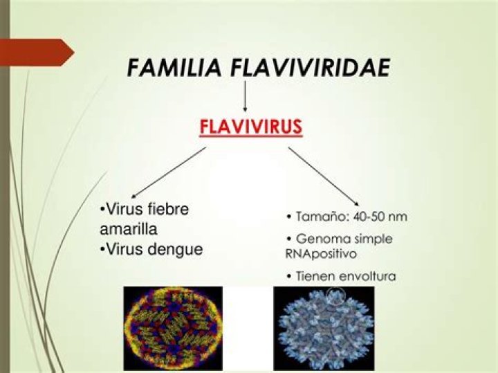 How is flavivirus transmitted