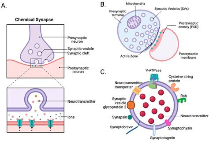 How is norepinephrine removed from the synapse