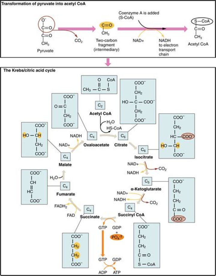How is pyruvate oxidized to acetyl