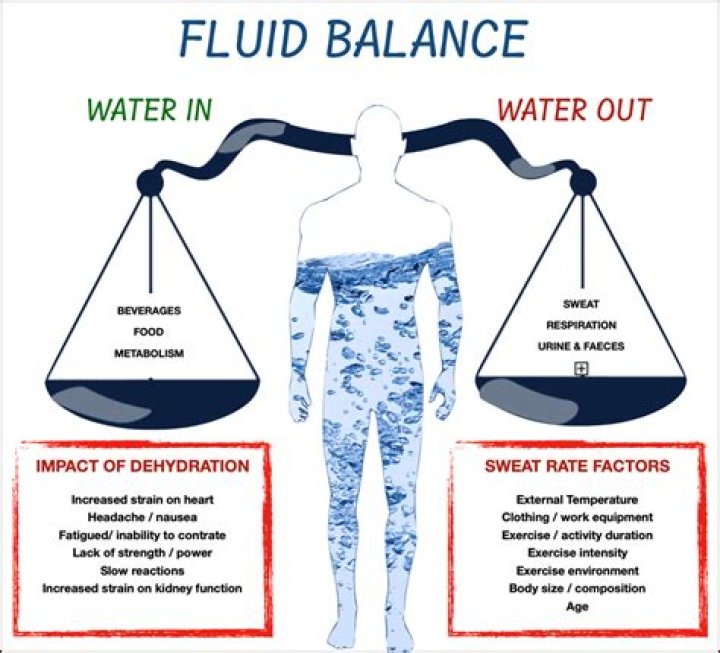 How kidney regulate water and electrolyte balance