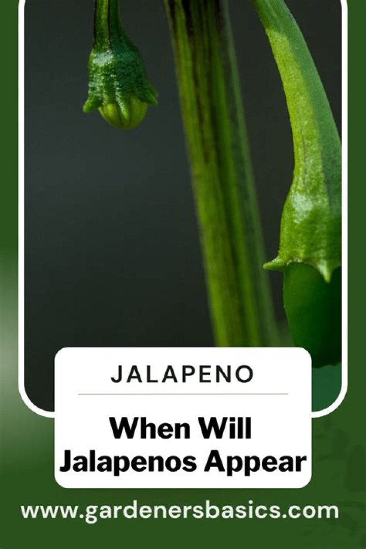 How long after flowering do jalapenos appear