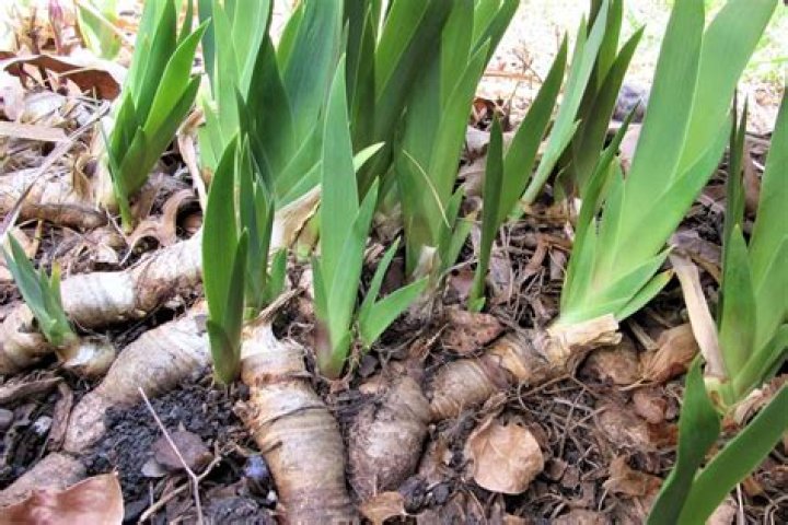 How long can you store iris rhizomes