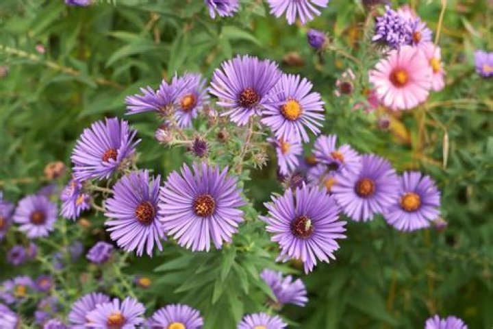 How long do asters bloom for