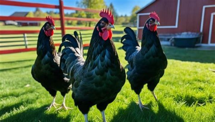 How long do Black Rock chickens live