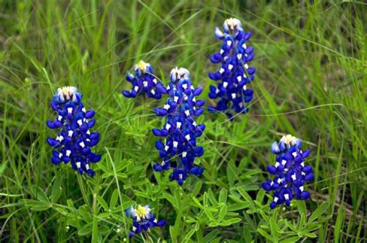 How long do bluebonnets stay in bloom