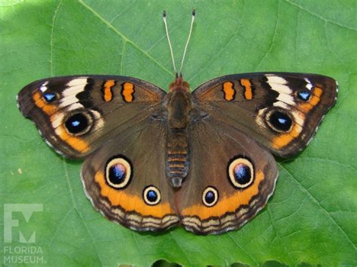 How long do common buckeye butterflies live