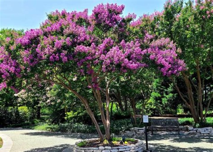 How long do crepe myrtles take to grow