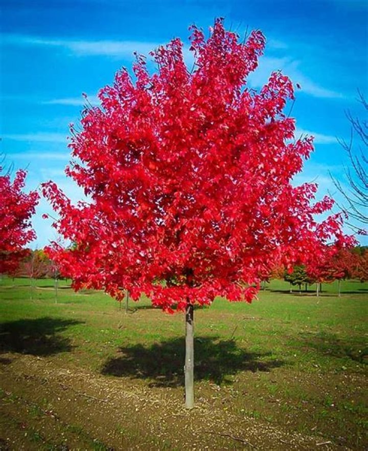 How long do red maples live