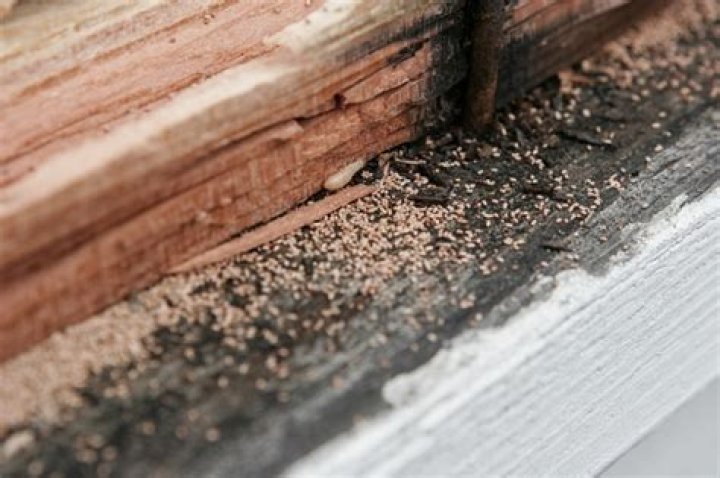 How long do termite traps last