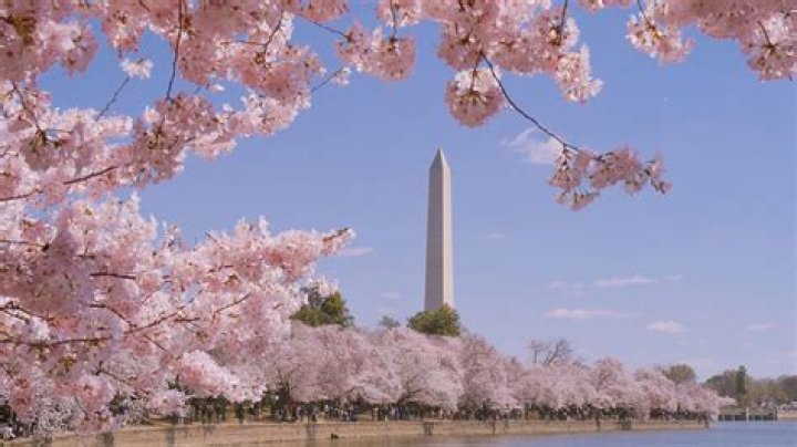 How long do the cherry blossoms last in DC