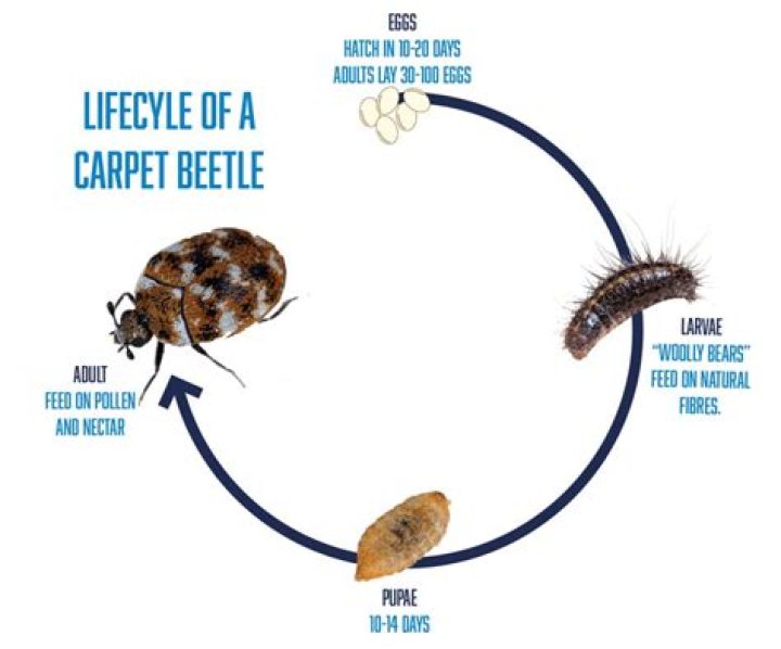 How long does a beetle live for