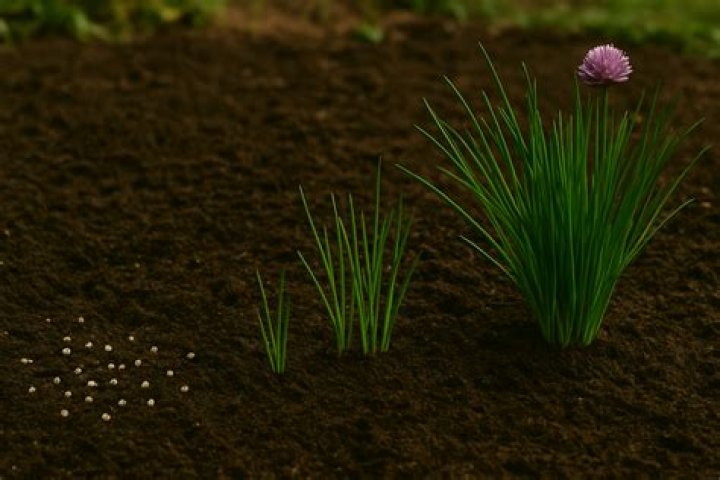 How long does a chive plant last