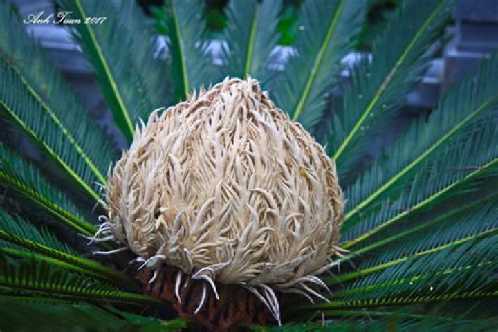 How long does a cycad live