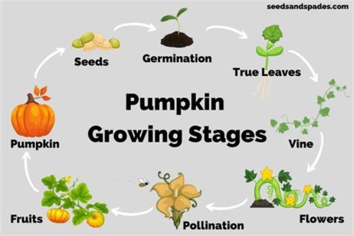 How long does a pumpkin tree last