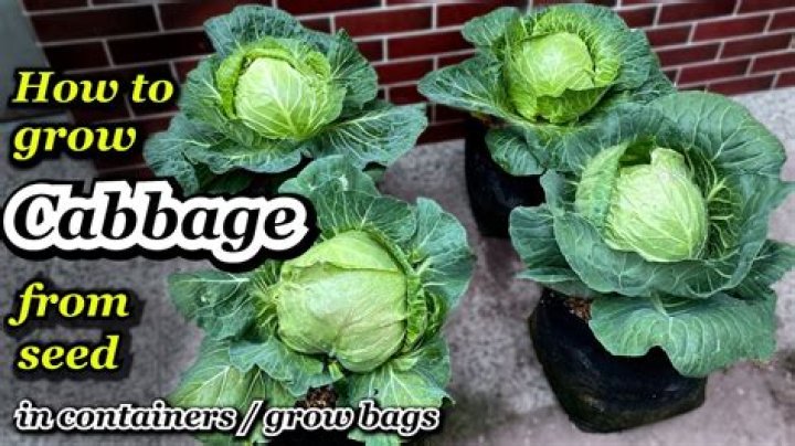 How long does cabbage take to sprout