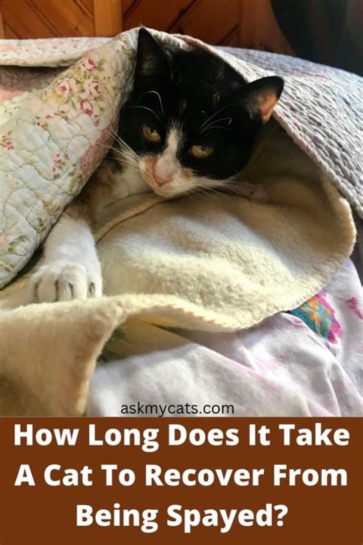 How long does it take a cat to recover from being spayed