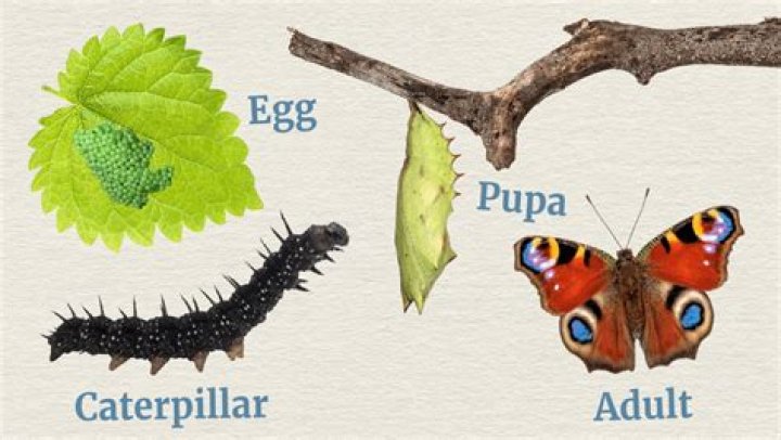 How long does it take for a tiger swallowtail caterpillar to turn into a butterfly