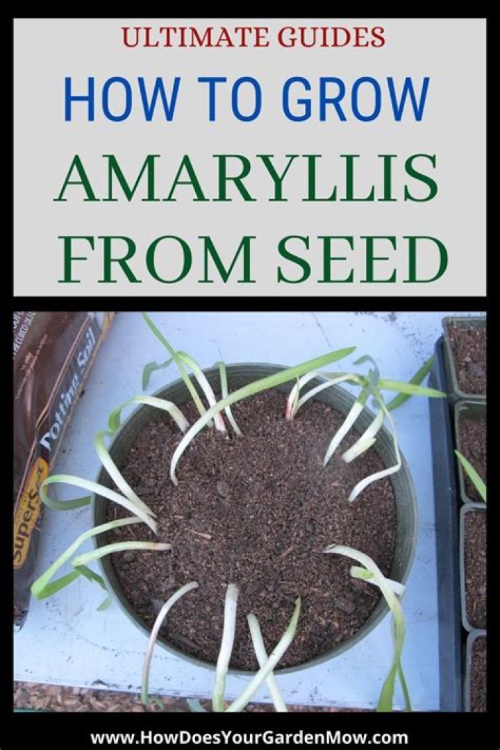 How long does it take for amaryllis to bloom from seed