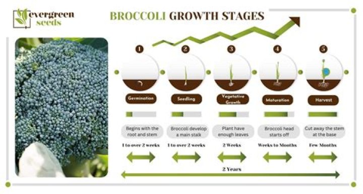 How long does it take for broccoli to grow