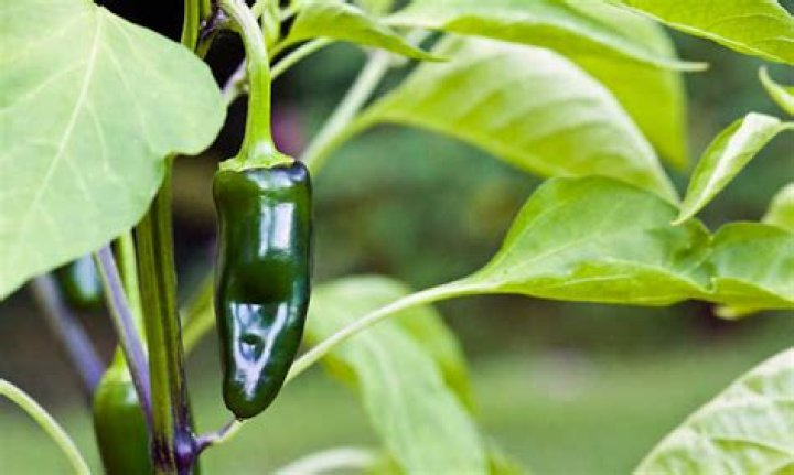 How long does it take for jalapenos to grow