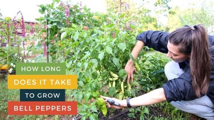How long does it take for peppers to grow