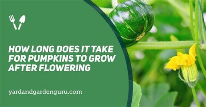 How long does it take for pumpkins to flower