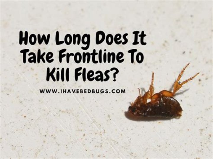 How long does it take raid to kill fleas