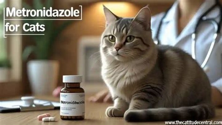 How long does metronidazole take to work in cats