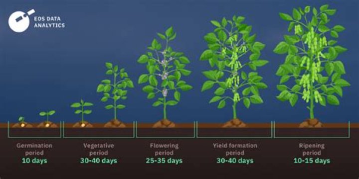 How long does soya bean take to grow