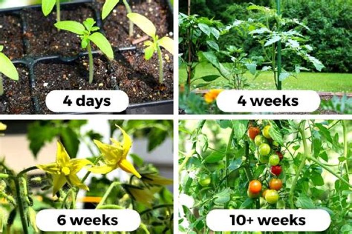 How long it takes for brinjal to grow
