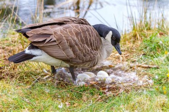 How many eggs do buff geese lay