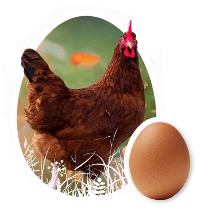 How many eggs does a Rhode Island Red
