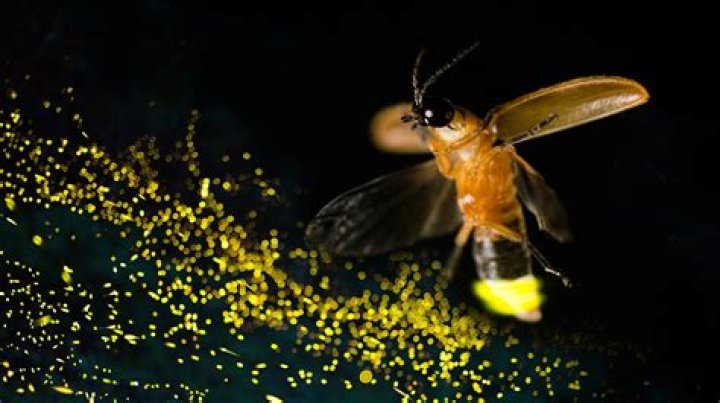 How many Firefly pendants are there