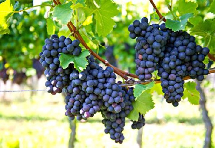 How many hours of sunshine do grapes need for wine