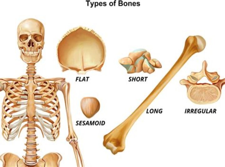 How many layers of bones are there