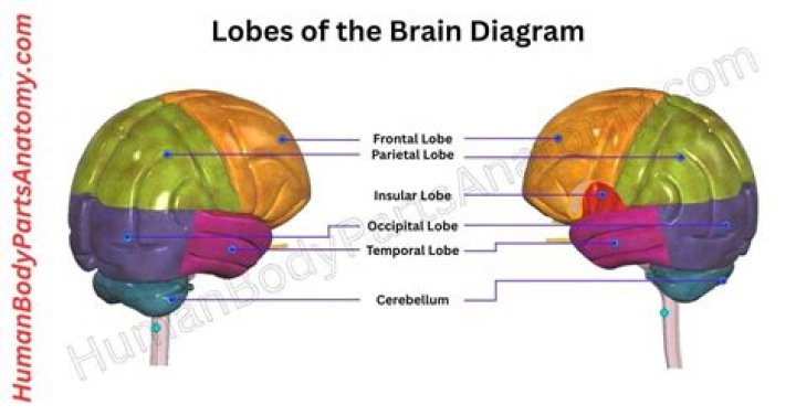 How many lobes does the cerebrum have