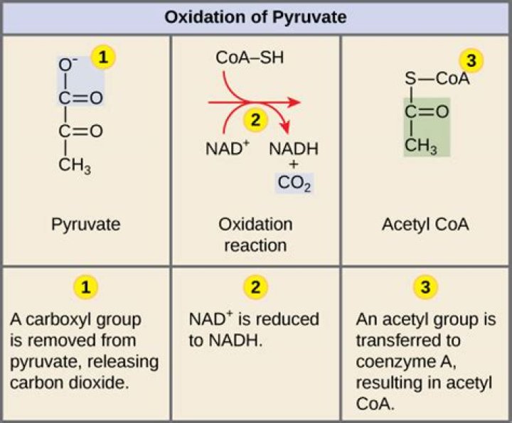 How many NADH does pyruvate oxidation produce