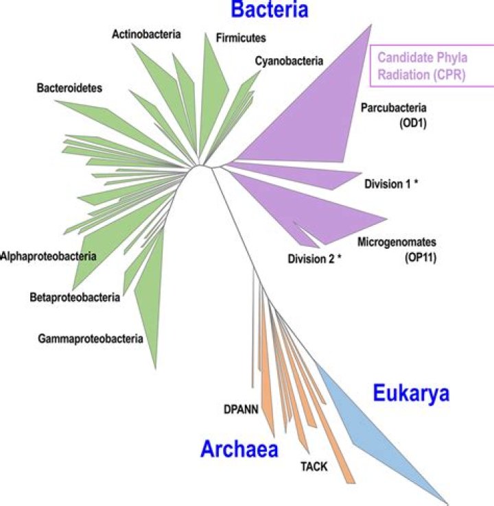 How many phyla are in the archaebacteria kingdom