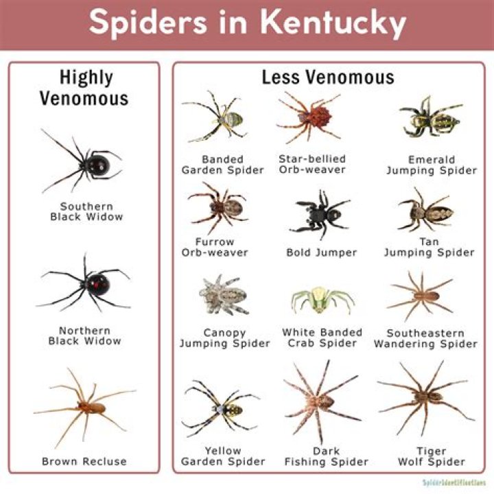 How many poisonous spiders are there in Kentucky