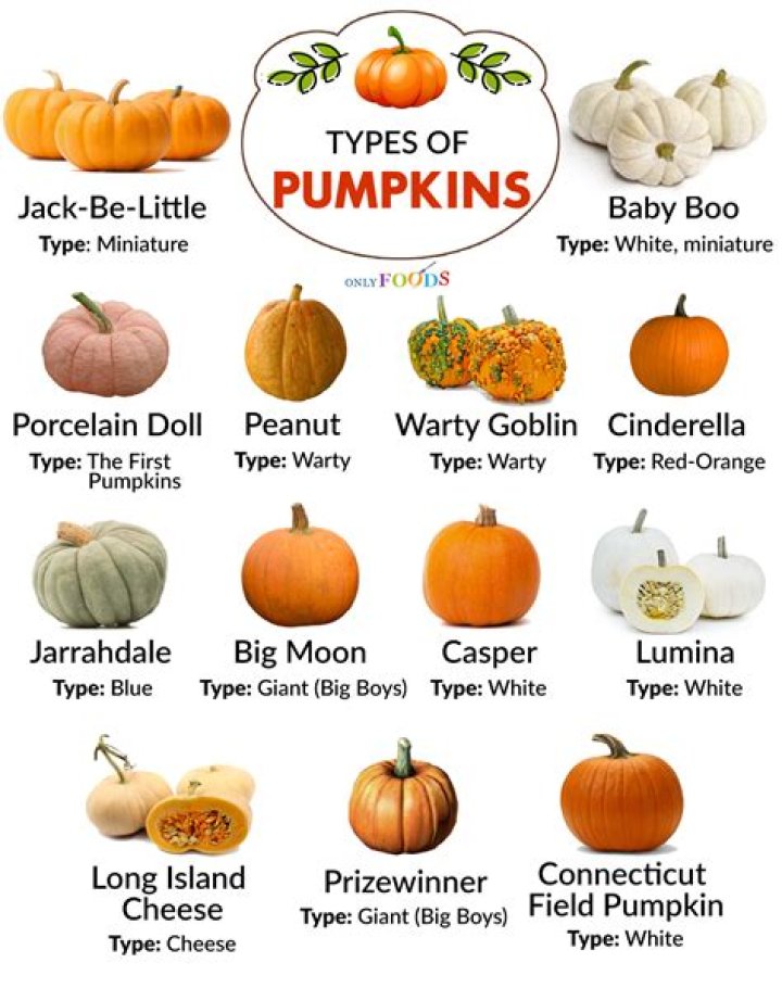 How many pumpkin species are there