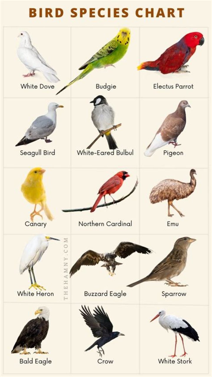 How many species of birds are in Illinois
