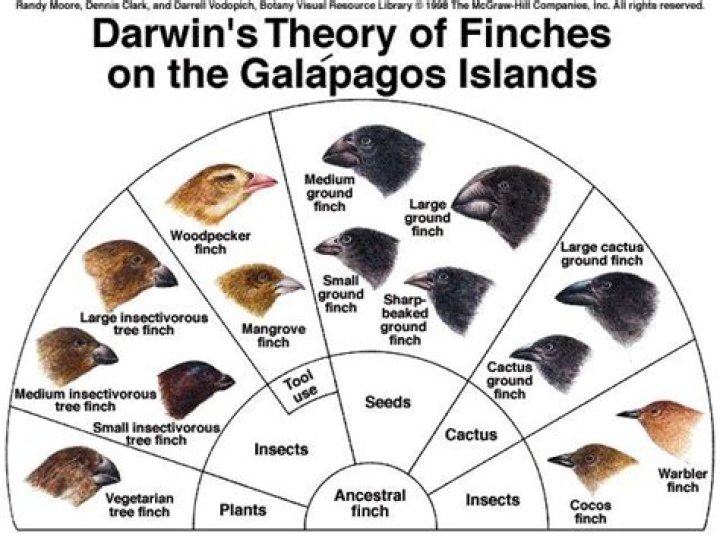 How many species of finches are there in the Galapagos