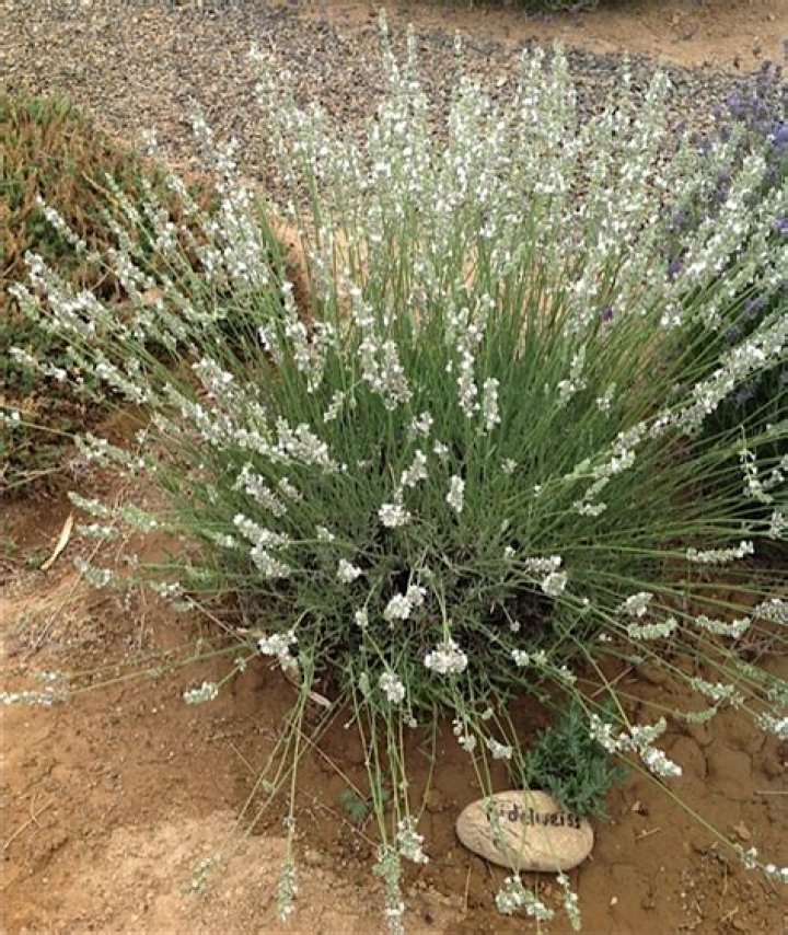 How many species of lavender are there