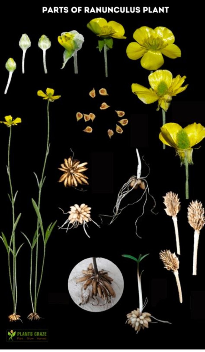 How many stems in a bunch of ranunculus