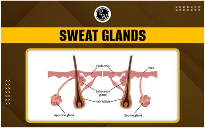 How many sweat glands do we have