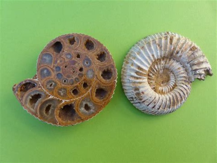 How many tentacles does a Ammonite have