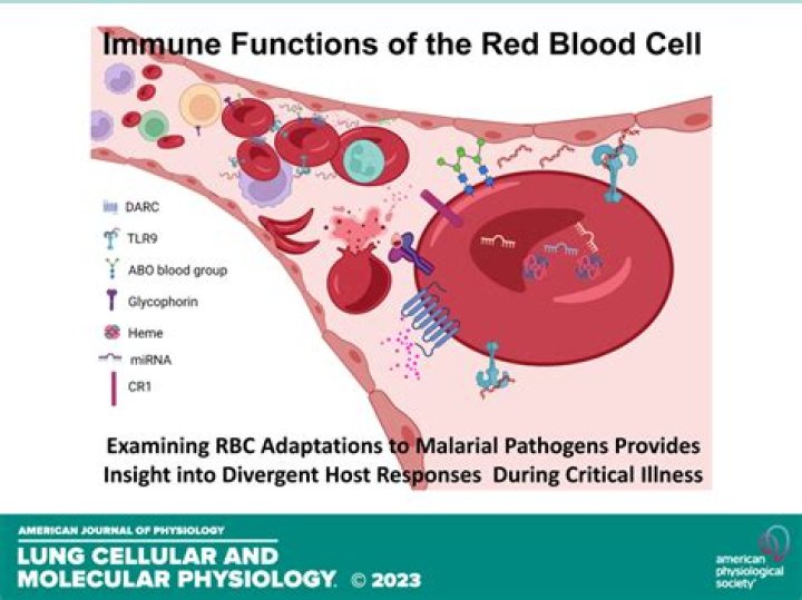 How many times does a red blood cell circulate the body