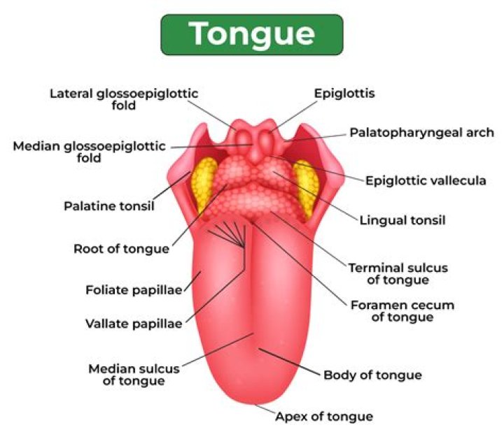 How many tongue do we have