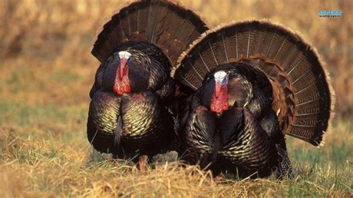 How many turkey are killed for Thanksgiving
