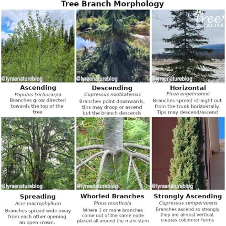 How many types of aspen trees are there